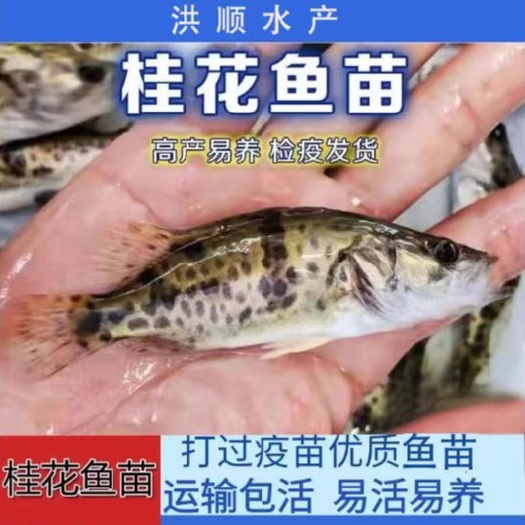 眉山鳜鱼苗 统货