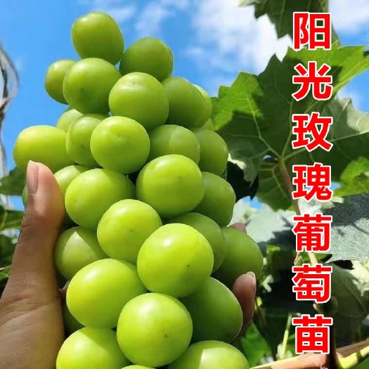 平邑县7年老店铺阳光玫瑰葡萄苗基地直销南北方栽种都可以盆栽地栽