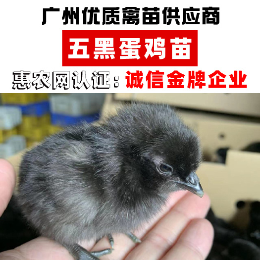 广州五黑绿蛋鸡苗 高 产绿壳鸡苗 广州孵化场直营