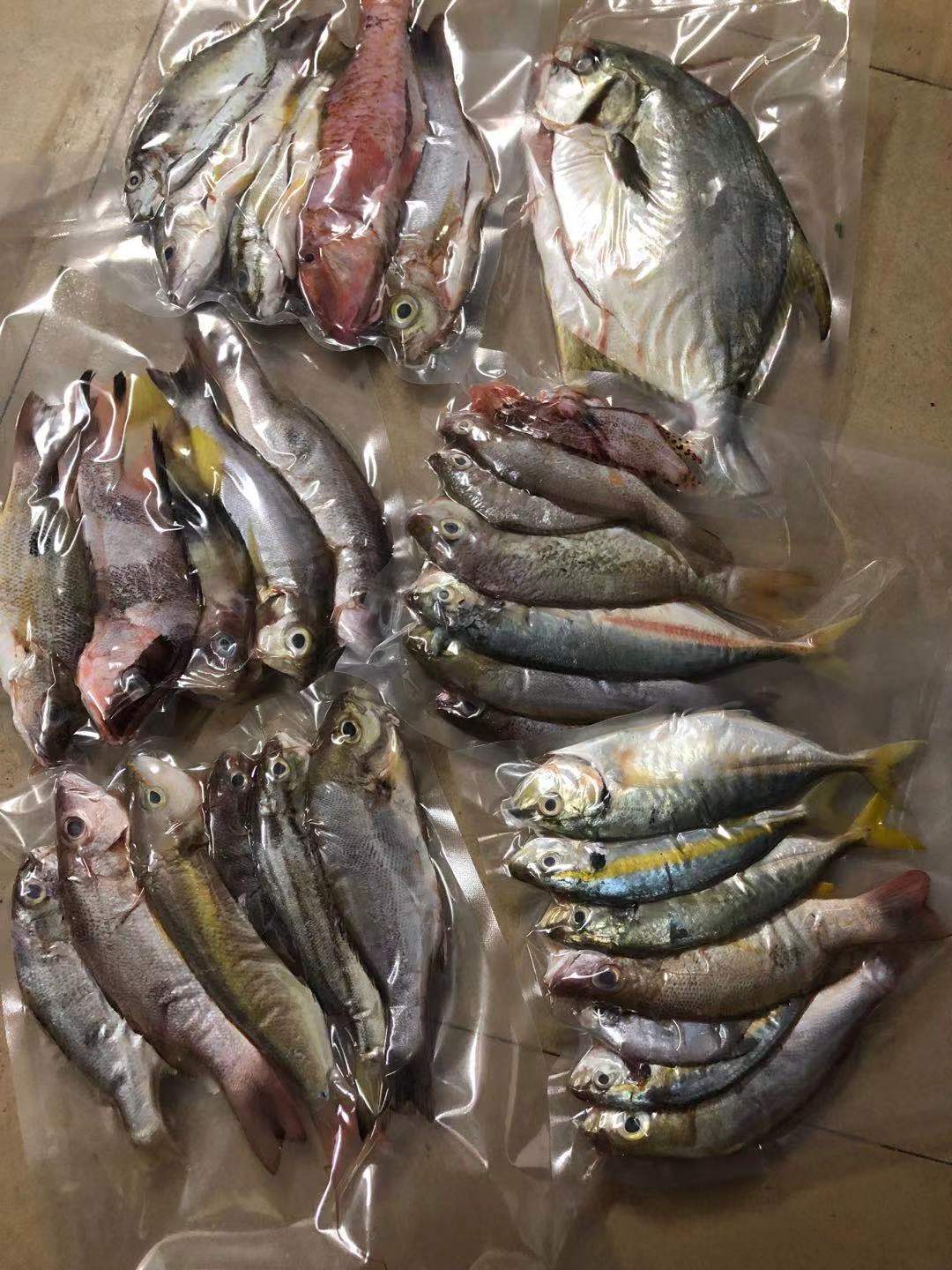 海口海南海产杂鱼