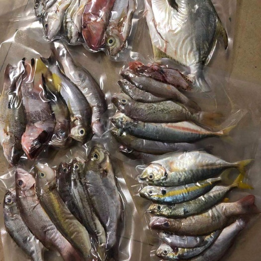海口海南海产杂鱼