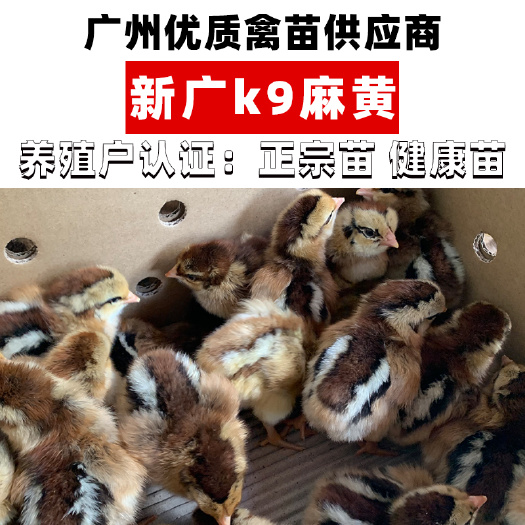 广州K9麻黄鸡苗  新广901鸡苗-胡树强882鸡苗-公司级苗