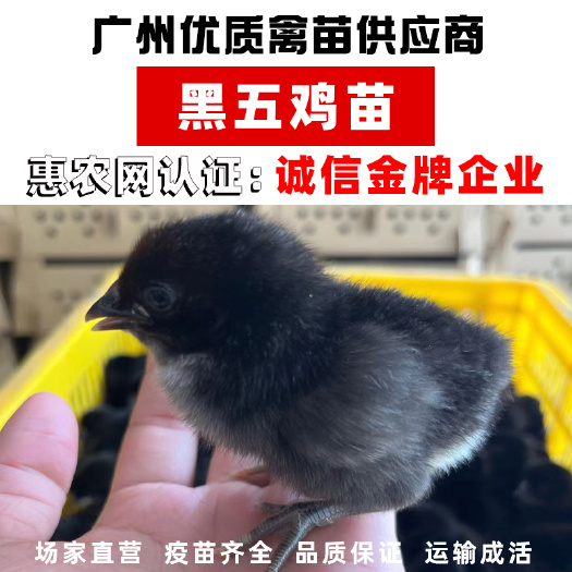 广州温氏天露黑五鸡苗快大黑土鸡苗黑脚、阴阳脚