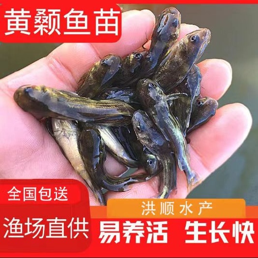 富顺县黄辣丁 黄颡鱼 黄骨鱼 黄角丁 淡水鱼苗养殖