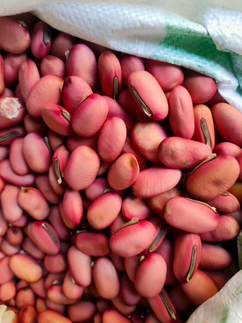 容县刀豆籽红色大刀豆子，可做种子，一手货源，常年供应