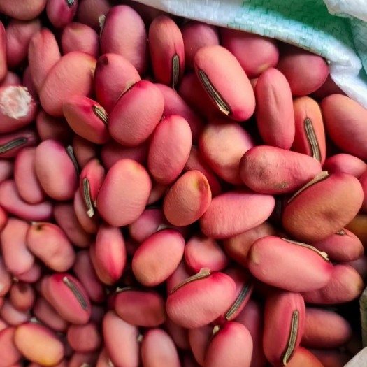 刀豆籽红色大刀豆子，可做种子，一手货源，常年供应