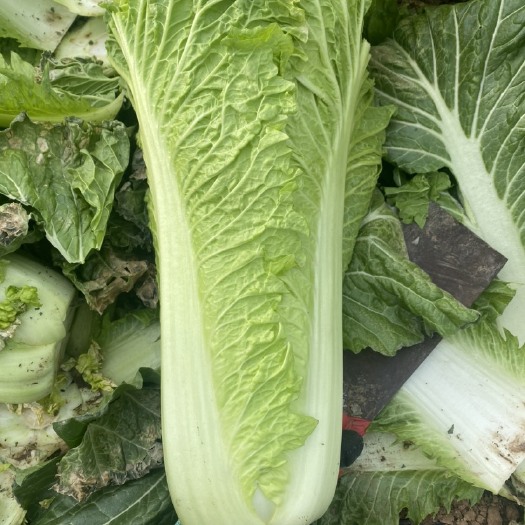 平泉市京绿白菜