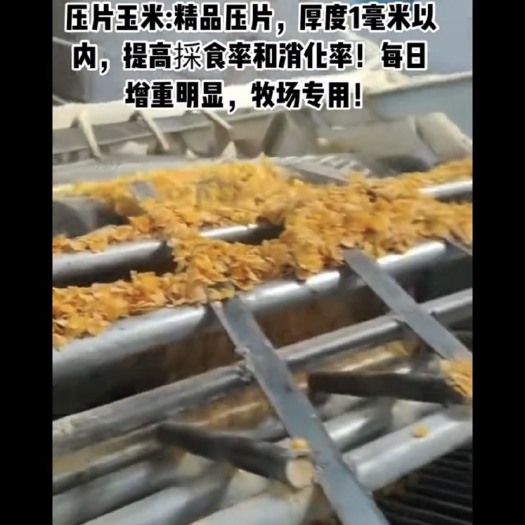 正定县压片玉米！适合大型牧场！全国各地发货！