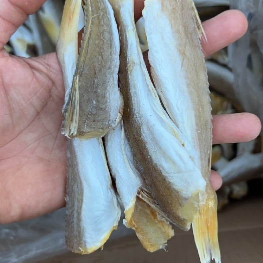 北海角条 红头鱼 红娘鱼 六角头