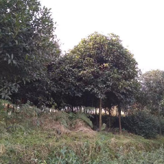 峨眉山市14年桂花树