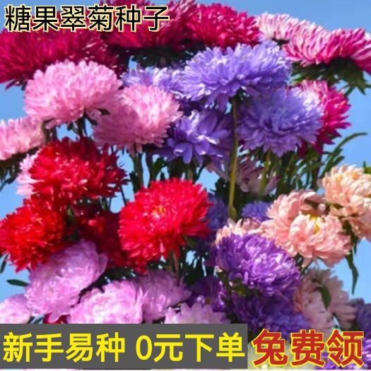 沭阳县矮生大花翠菊种子菊花种籽庭院阳台盆栽易活四季开花室外花种籽子
