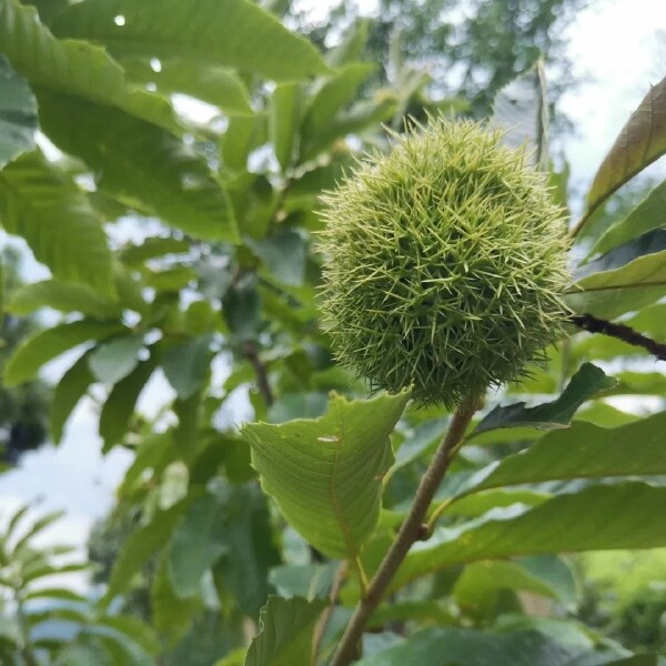 板栗树苗迁西板栗树苗嫁接板栗树苗板栗苗基地现挖发货全国包邮