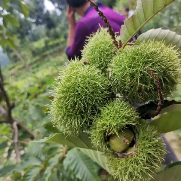 板栗树苗迁西板栗树苗嫁接板栗树苗板栗苗基地现挖发货全国包邮