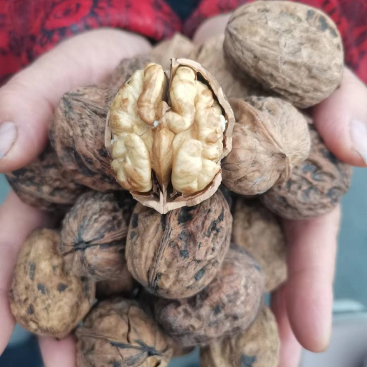 成都新货四川核桃薄皮核桃大凉山高海拔薄皮核桃大优一号核桃休闲食品