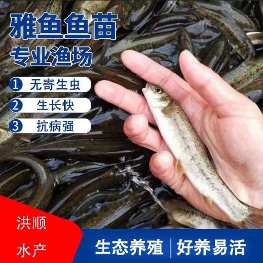 富顺县雅鱼苗裂腹鱼细鳞鱼鱼苗冷水鱼淡水养殖食用鱼苗