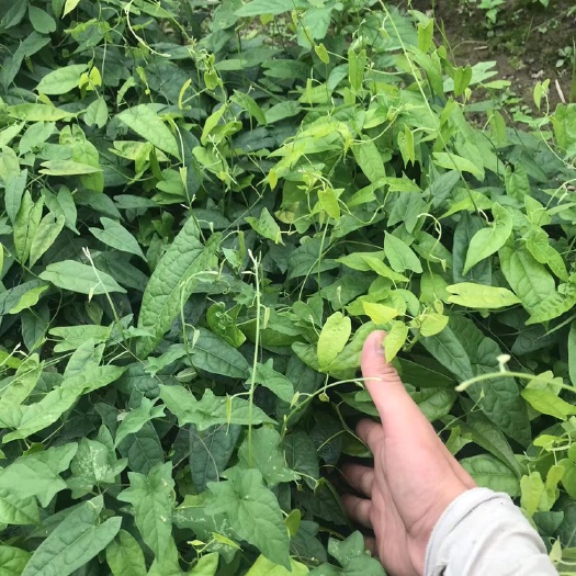 金果榄种苗