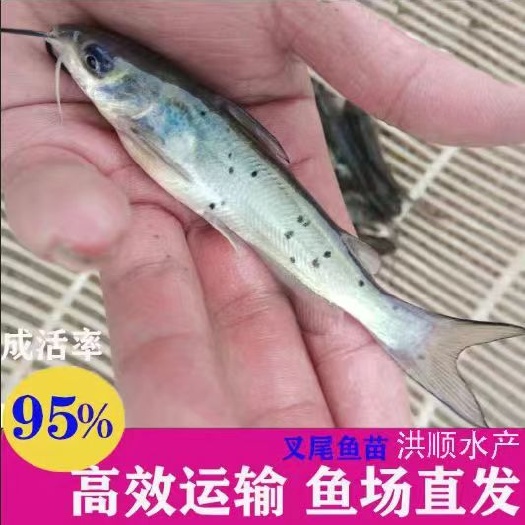眉山优质叉尾鱼苗 斑点 钳鱼鱼苗