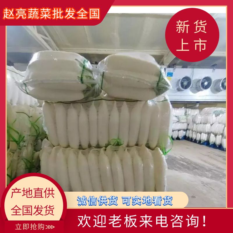 尚义县河北张家口大青沟白萝卜大量上市中产地直销欢迎新老客户咨询选。