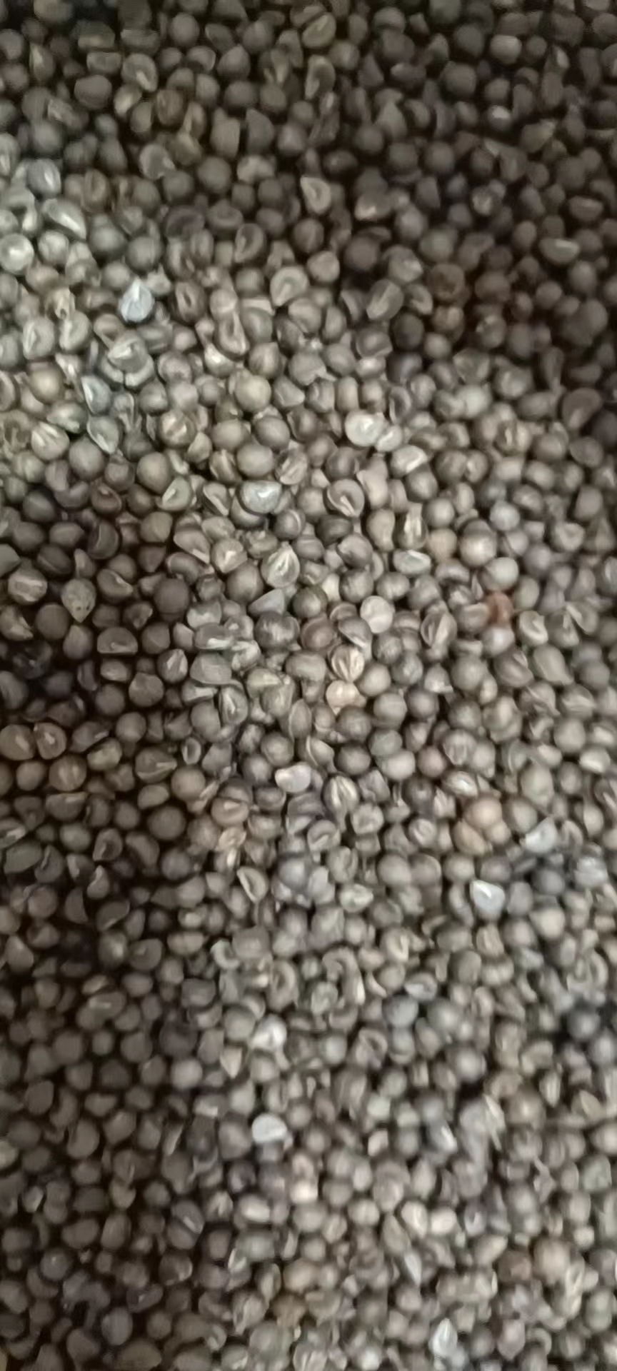 太湖县本合作社供应高含量白心白蔹种子，种苗，欢迎选购！