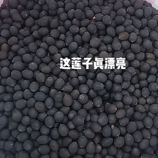 潜江市铁莲子30000斤线下看货