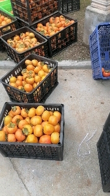 周至县日本甜脆柿子，有太秋，阳丰，次郎等