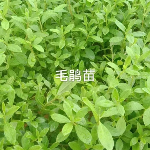 漳平市毛杜鹃裸根苗工程货福建龙岩基地直销