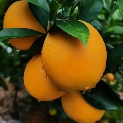 会昌县赣南脐橙