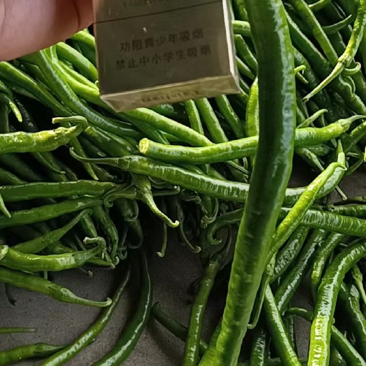 费县青椒线椒