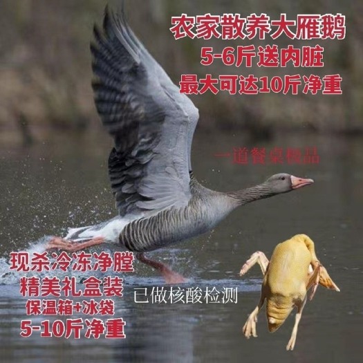 长沙【整只】东北大鹅鹅农家散养现杀净重肉送礼非鹅鸭