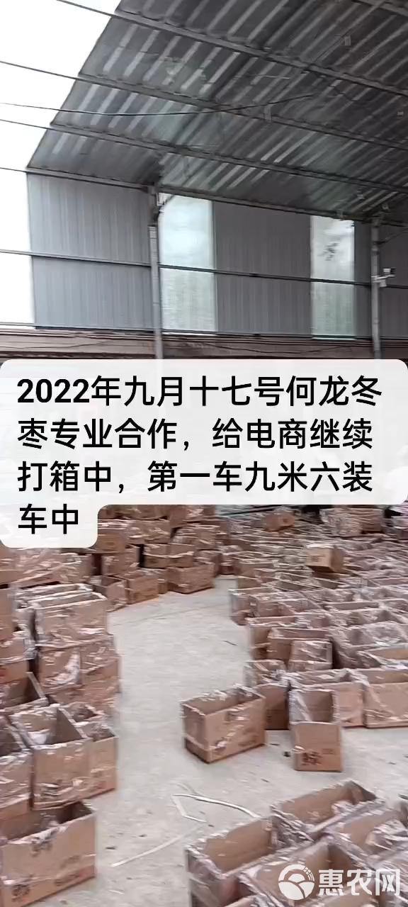 山东沾化冬枣新鲜大枣 鲜枣青枣甜枣子当季水果大批量批发