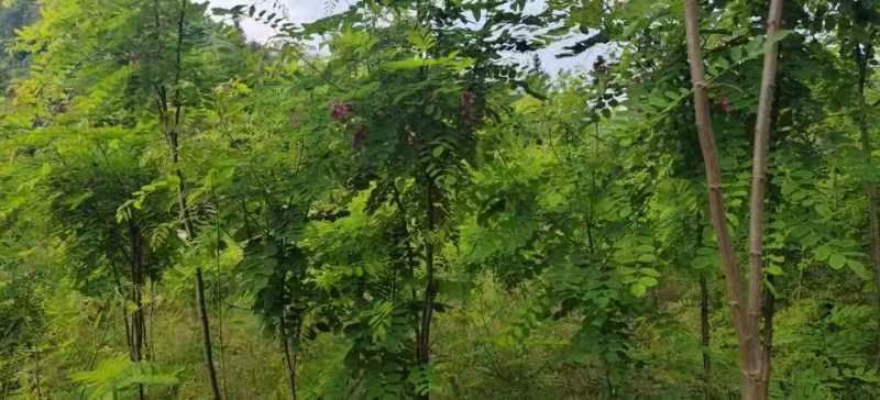 香花槐