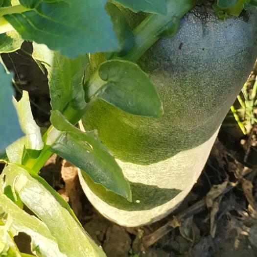 乐陵市自己家种植的水果萝卜