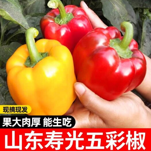 [一件代发]基地直发现摘现发五彩圆椒脆香多汁可生吃丰网包邮