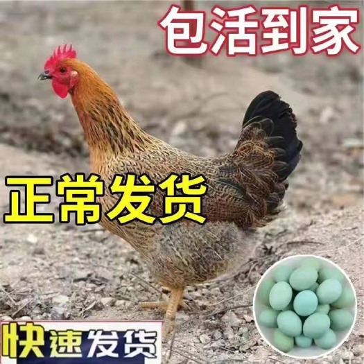莘县 土鸡 活体笨鸡脱温鸡农家笨鸡 下蛋鸡 半大鸡 脱温土鸡包到