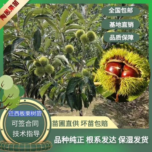 苍溪县板栗树苗迁西板栗树苗嫁接板栗树苗板栗苗基地现挖发货全国包邮