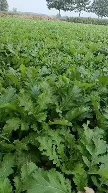 亳州批发雪里红芥菜，大量上市中，一次合作终生朋友。