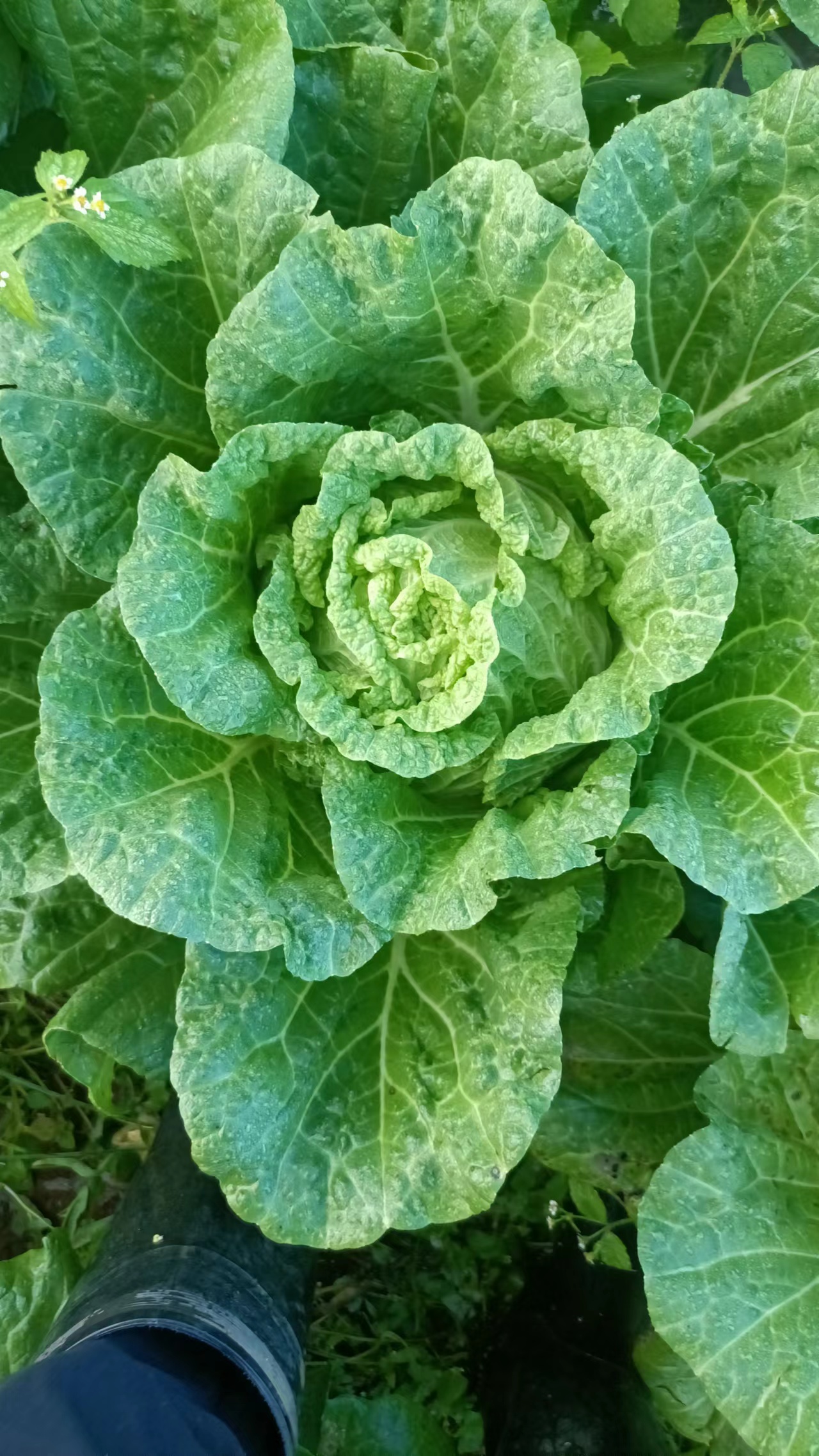 各种蔬菜都可以