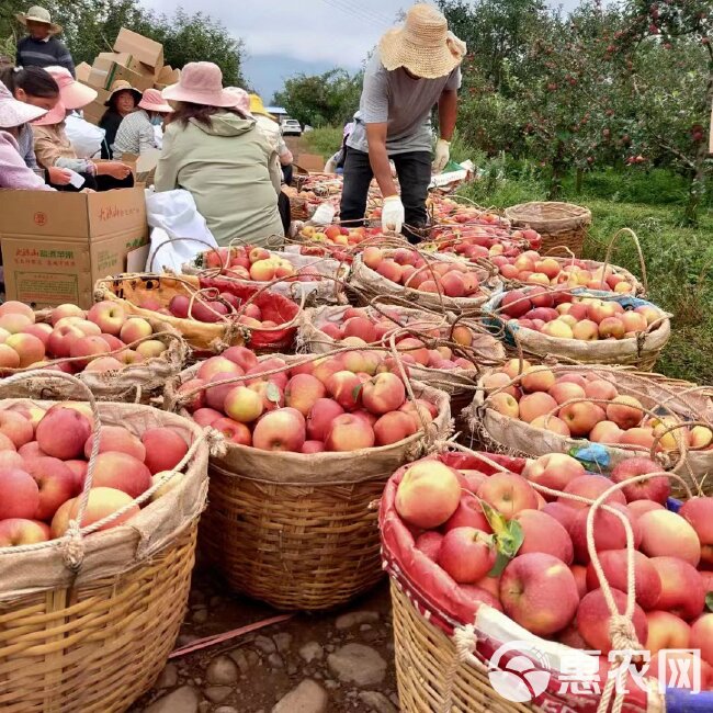 糖心丑苹果承接线上线下市场批发商超配送一件代发等等确保一手货