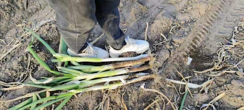 通榆县长白大葱