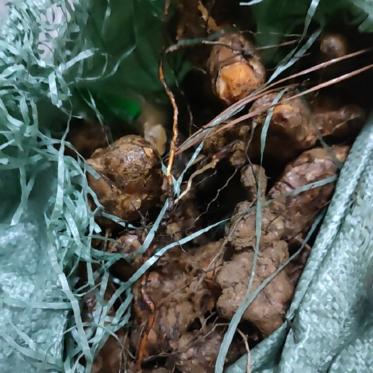 东源县白肉土茯苓