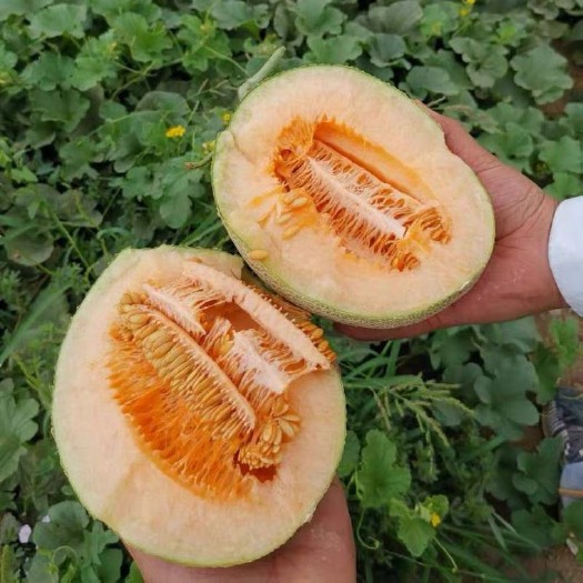 乐东县海南沙地晓蜜瓜