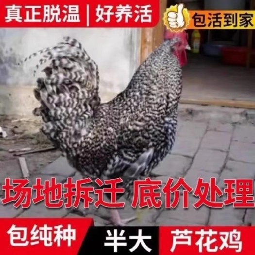 莘县 正宗散养黑芦花鸡白芦花鸡乌骨鸡乌鸡活体鸡下蛋王脱温苗批发零