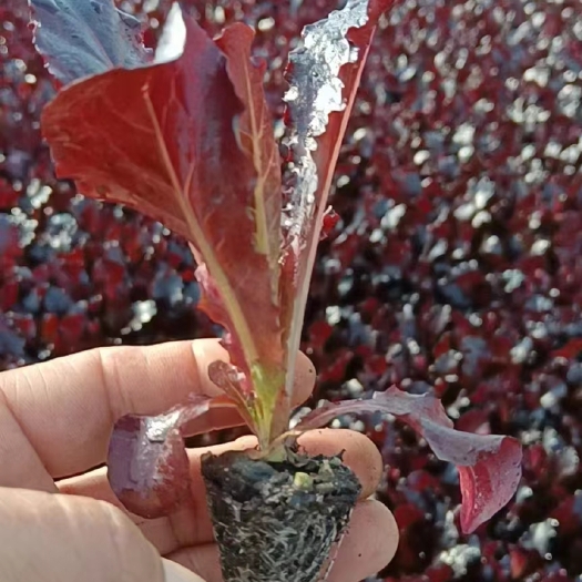 寿光市白菜苗