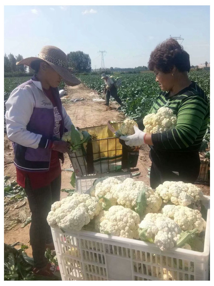 久松90松花菜種子越冬春秋播晚熟半松型散花菜小米粒菜花種籽