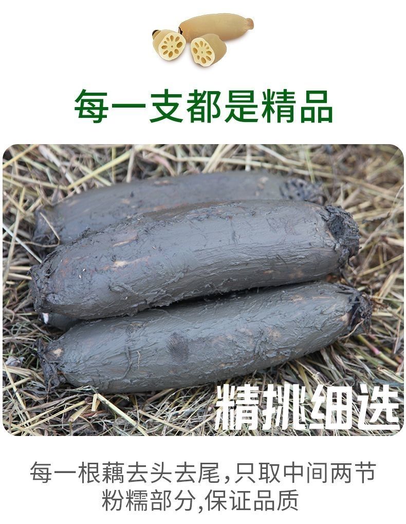 湖北洪湖粉藕煲汤藕新鲜现挖现发，不粉包退