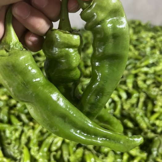 长阳县芜湖椒 薄皮椒，产地证看货，保质保量，量大从优哦