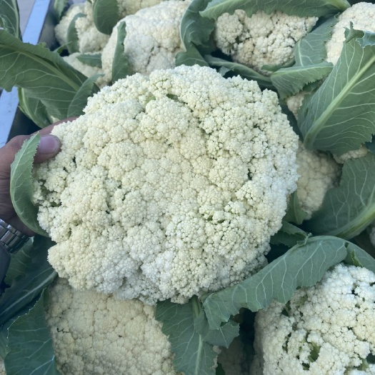 砀山县精品花菜，小米粒，青梗白面，供应量大