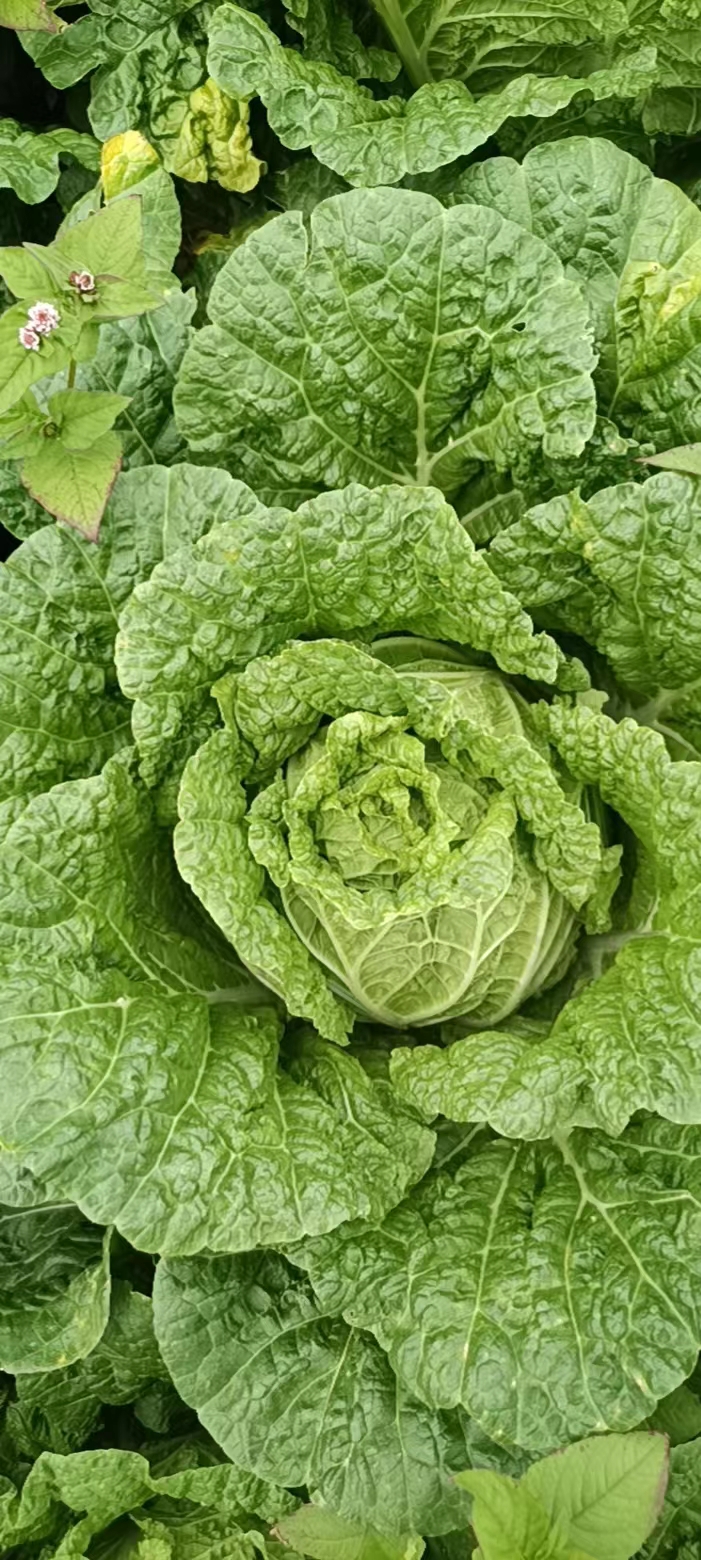 各种蔬菜都可以