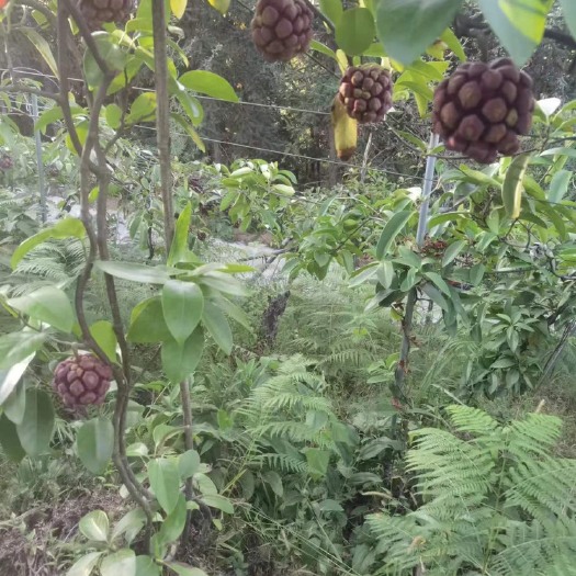灌阳县黑老虎产地直销