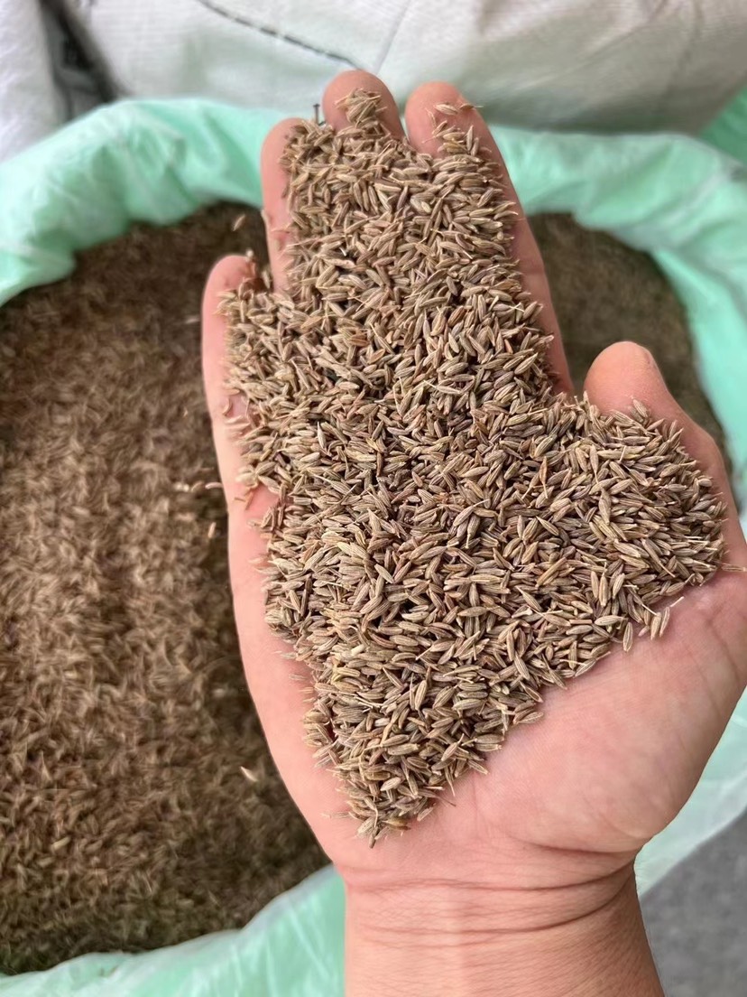 孜然烧烤调味品香料印度孜然粒孜然粉草枯子烧烤肉串